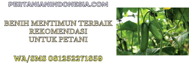 benih,mentimun,terbaik,benih mentimun,benih timun